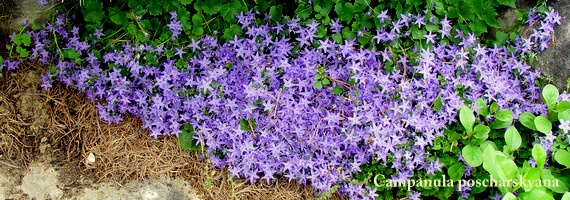 Campanula