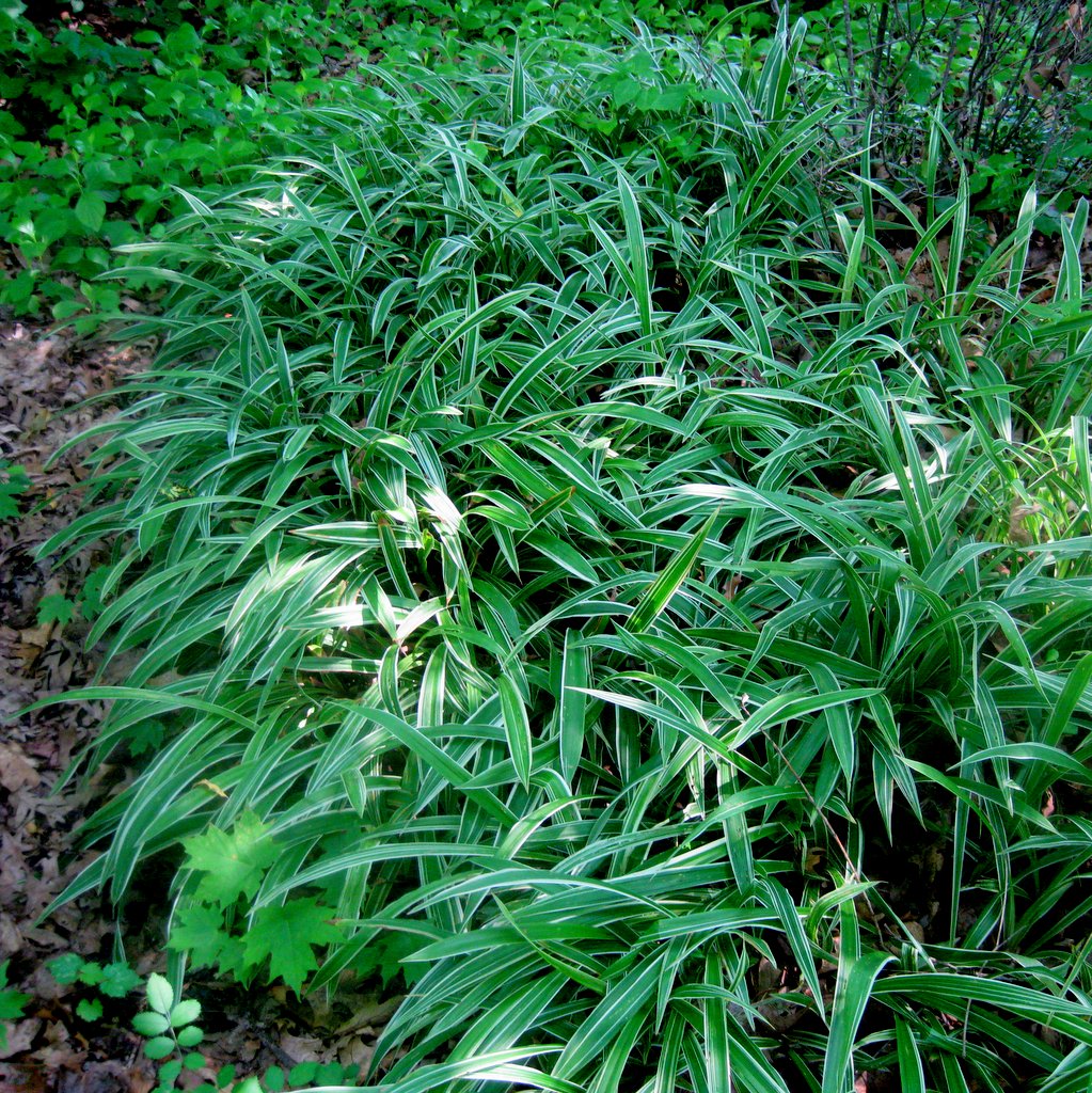 Carex siderosticata variegata - Click Image to Close