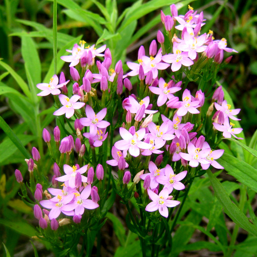 Centaurium scilloides