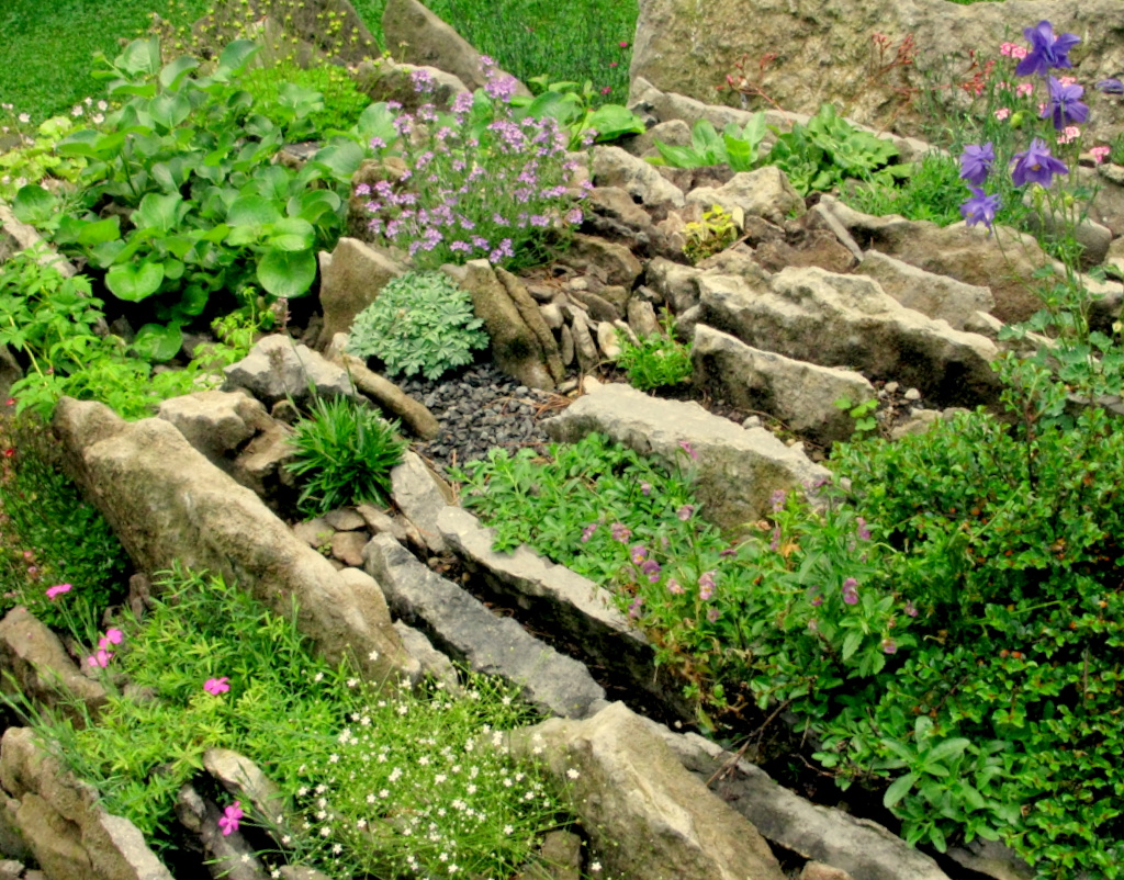 Crevice Garden Collection