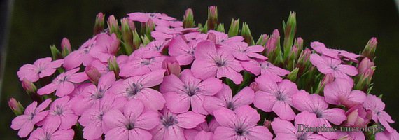 Dianthus subacaulis