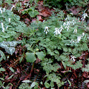 Dicentra cucullaria Qty 96