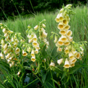 Digitalis ambigua (grandiflora) - Click Image to Close