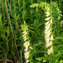 Digitalis lutea