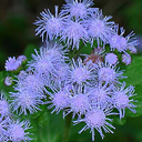 Eupatorium coelistinum