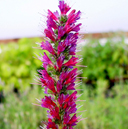 Echium amoenum 'Red Feathers' - Click Image to Close