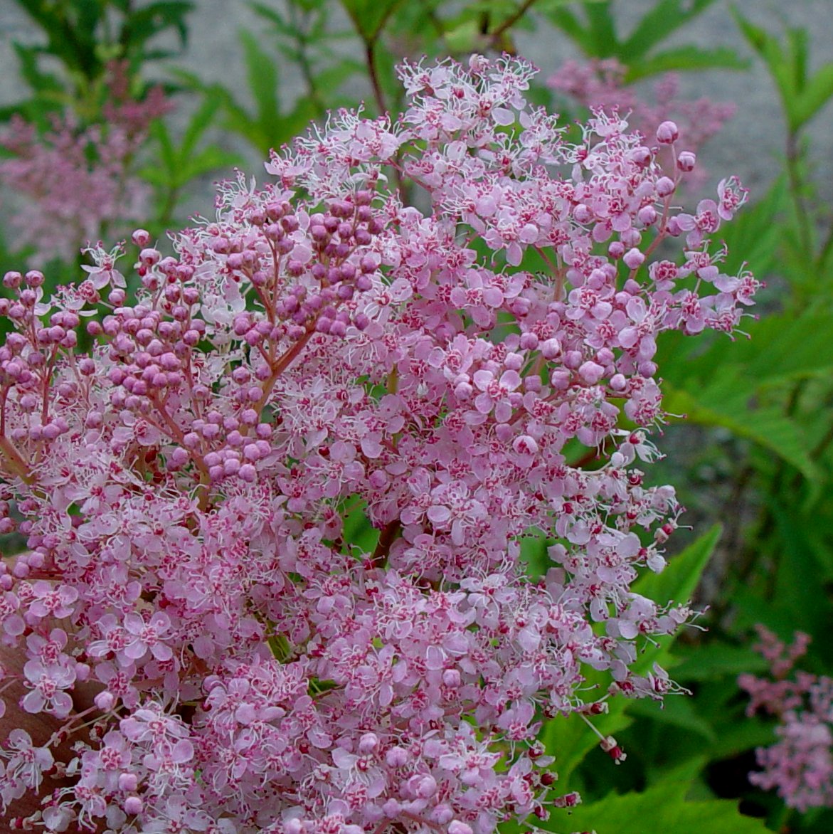 Filipendula rubra venusta 'Magnifica' - Click Image to Close