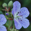 Geranium pratense