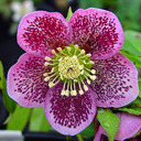 Helleborus orientalis hyb mix