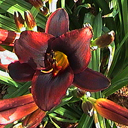 Hemerocallis hyb 'Chocolate'