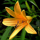 Hemerocallis longituba