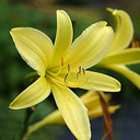 Hemerocallis vespertina