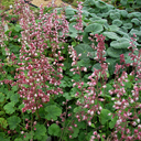 Heuchera pulchella