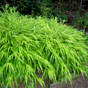 Hakonechloa macra 'All Gold'