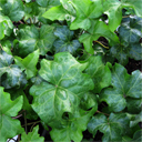Hedera helix Curley
