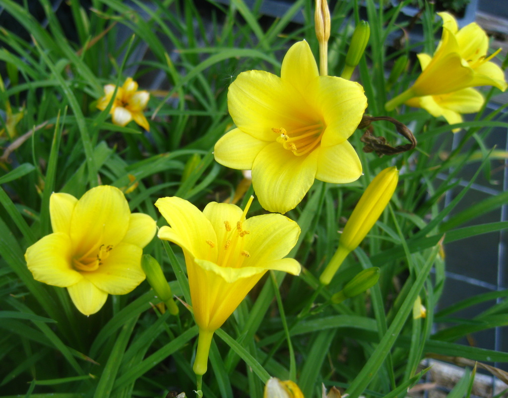 Hemerocallis hyb. 'Penny's Worth' - Click Image to Close