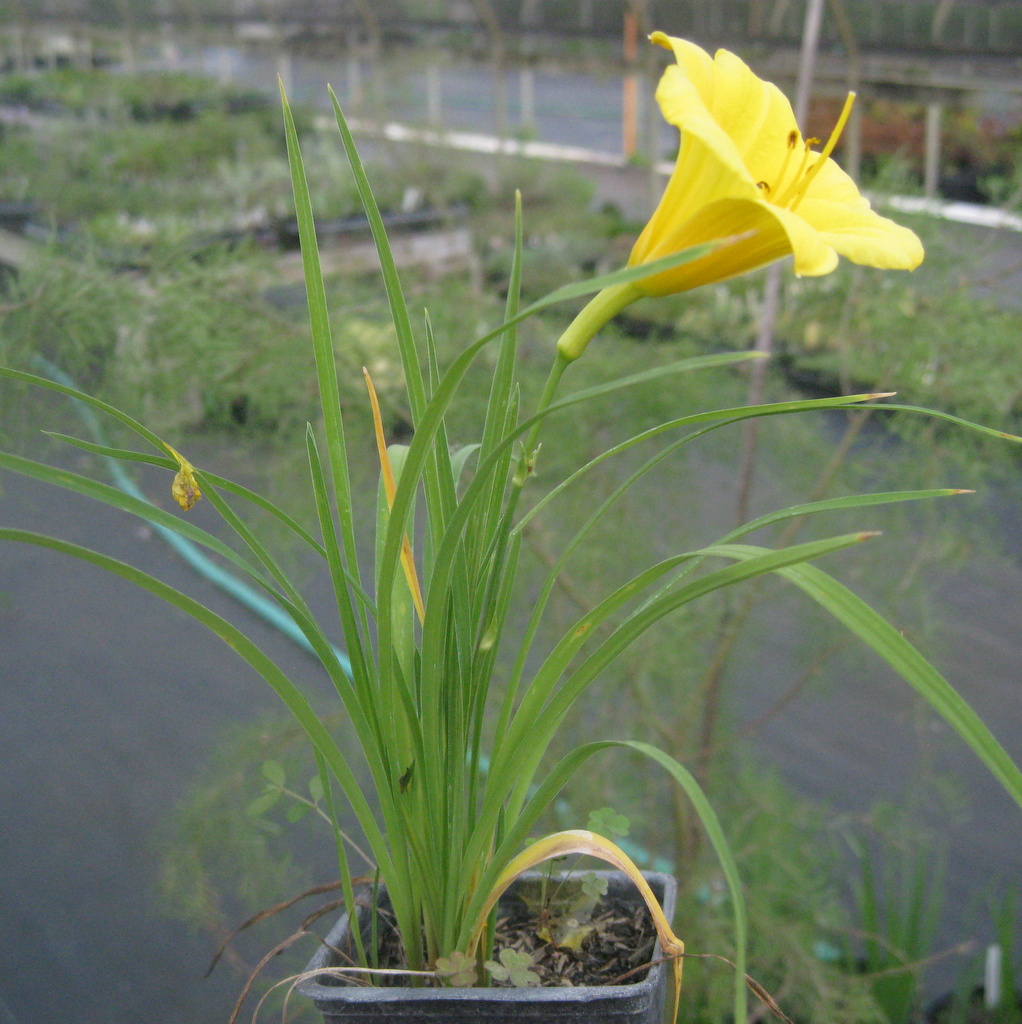 Hemerocallis hyb. 'Penny's Worth'