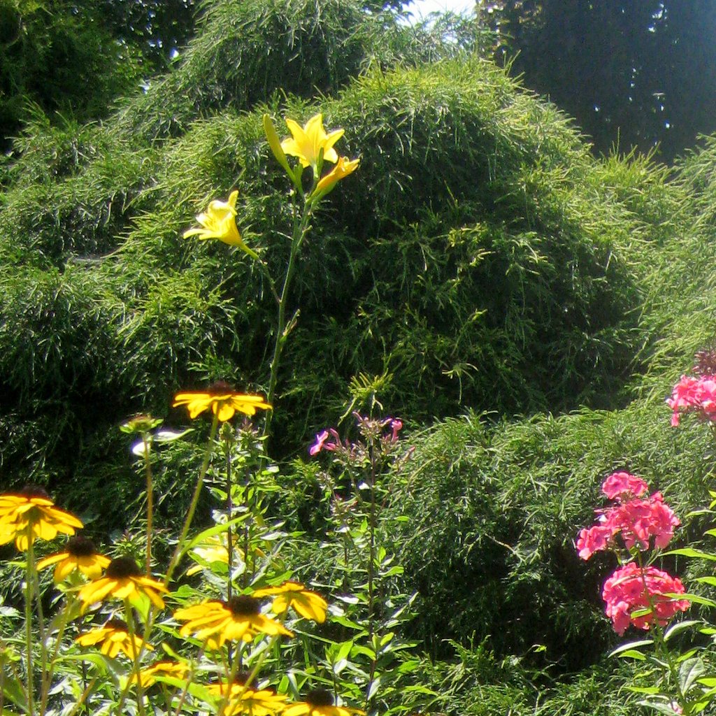 Hemerocallis 'Notify Ground Crew'