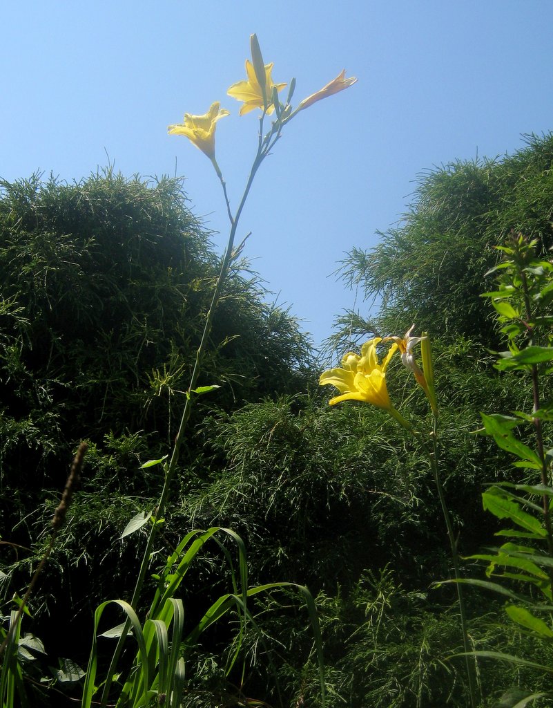 Hemerocallis 'Notify Ground Crew'