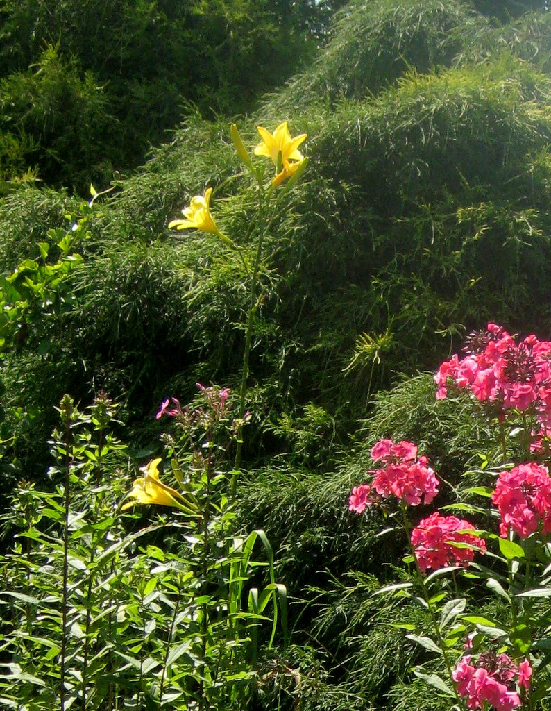 Hemerocallis 'Notify Ground Crew'