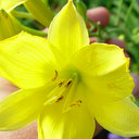 Hemerocallis multiflorus