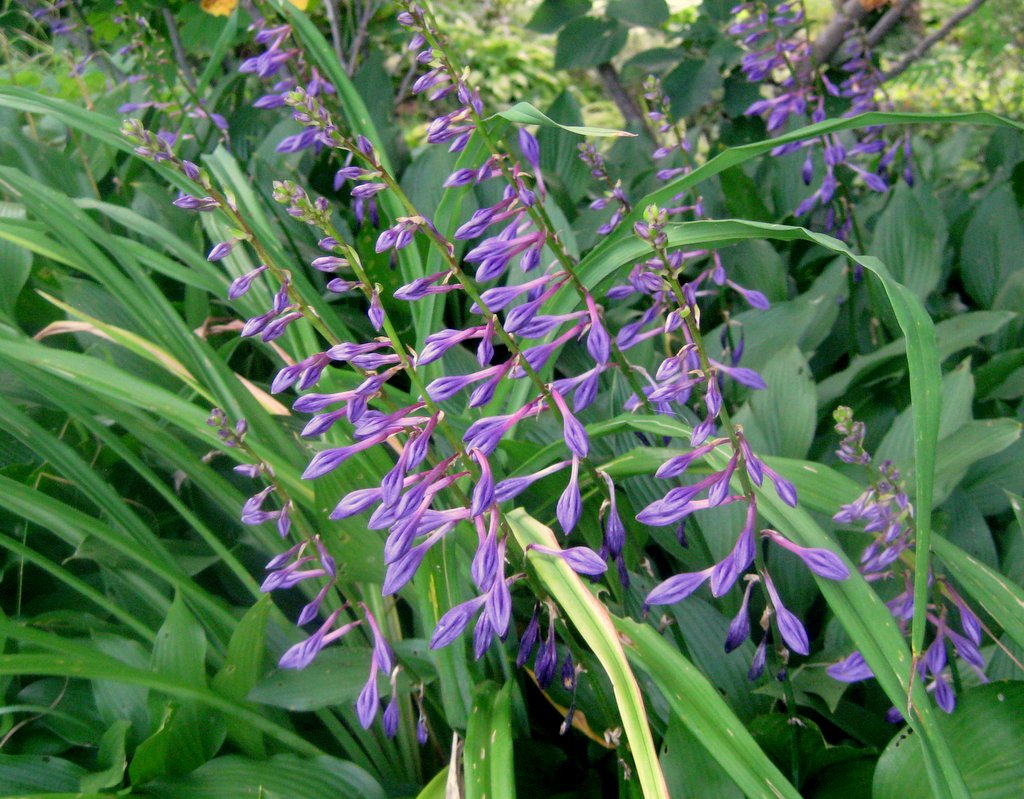 Hosta clausa v. clausa - Click Image to Close