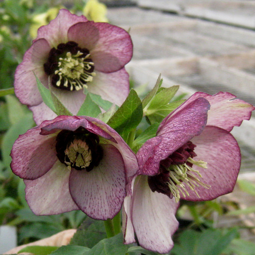 Helleborus x hybridus "Mixed Colors "