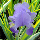 Iris pallida 'Aureo Variegata'