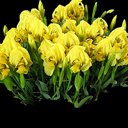 Iris richenbachii