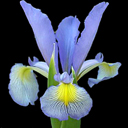 Iris spuria hyb.