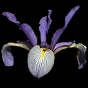 Iris spuria musulmanica