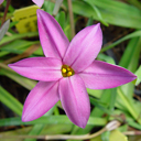 Ipheion uniflora 'Pink Form'