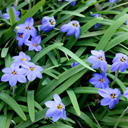 Ipheion 'Rolf Fiedler' - Click Image to Close