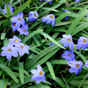 Ipheion 'Rolf Fiedler'