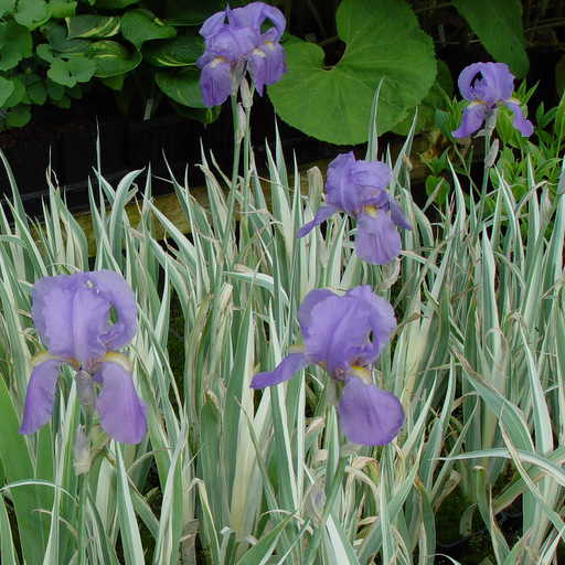 hhnerauslauf saatgut Hhnergarten Grser-Kleemischung
