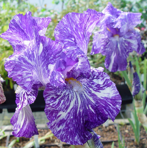 Iris hyb 'Batik'