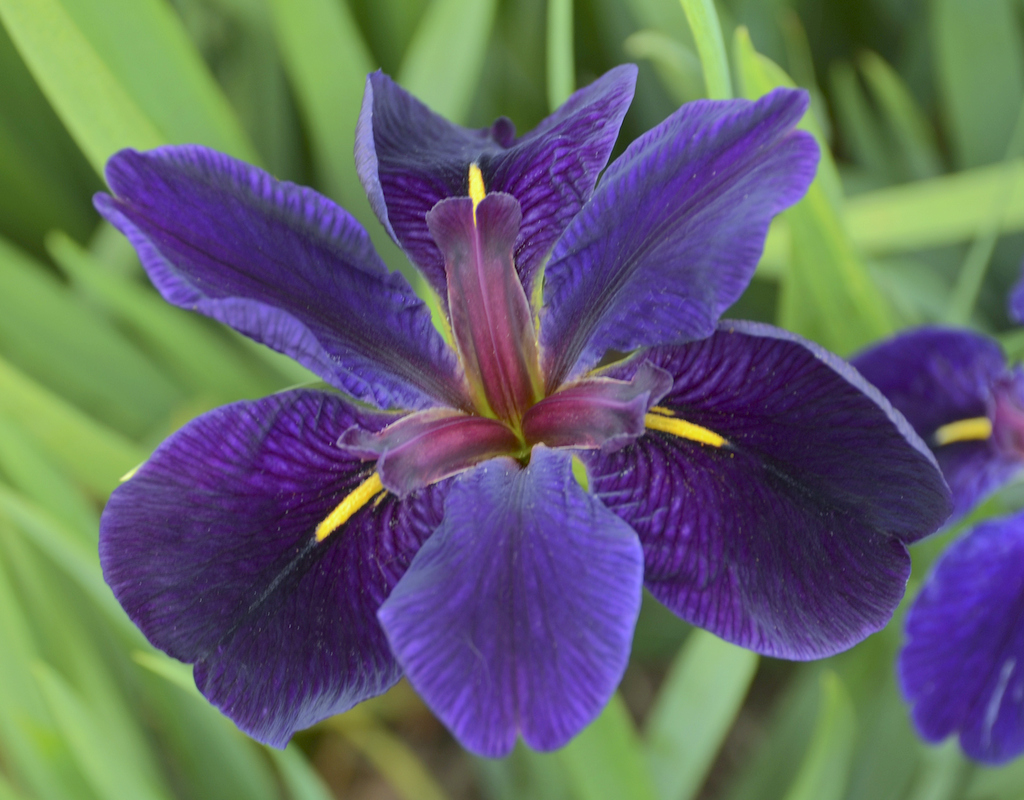 Iris 'Black Gamecock'