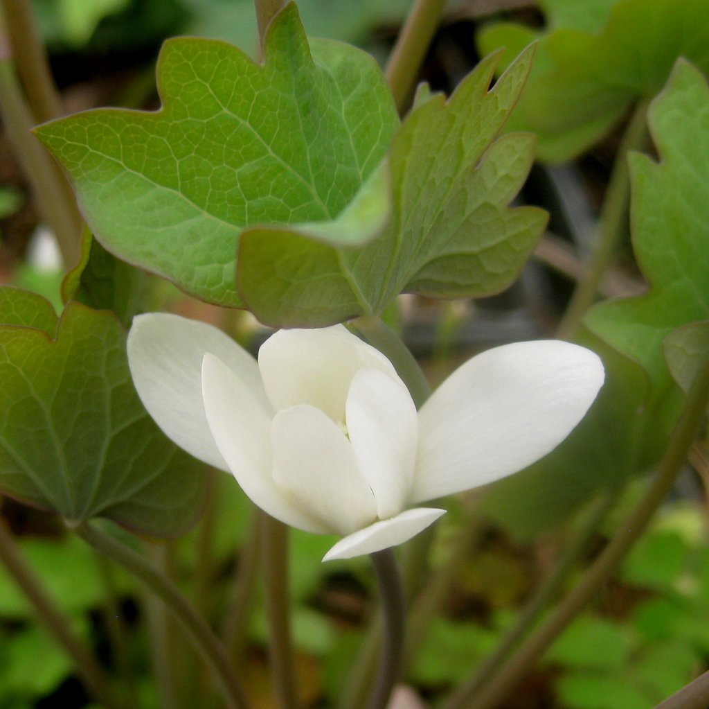 Jeffersonia diphylla - Click Image to Close