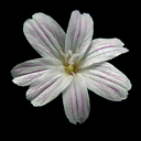 Lewisia columbiana walawalensis