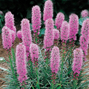 Liatris spicata Kobold