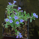 Lithodora oleifolia
