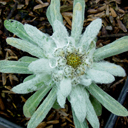 Leontopodium palibinianum - Click Image to Close