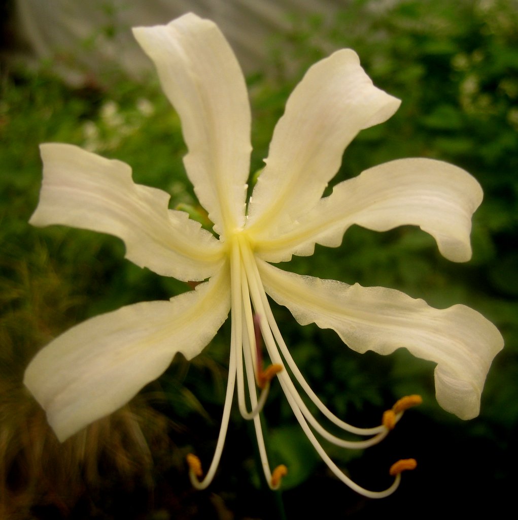 Lycoris caldwellii