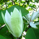 Magnolia tripetala