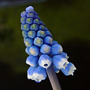 Muscari bourgaei - Click Image to Close