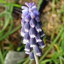 Muscari neglectum - Click Image to Close