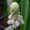 Muscari pallens