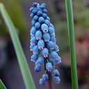 Muscari szovitsianum