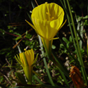 Narcissus bulbocodium