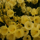 Narcissus bulbocodium nivalis euroseed #228a